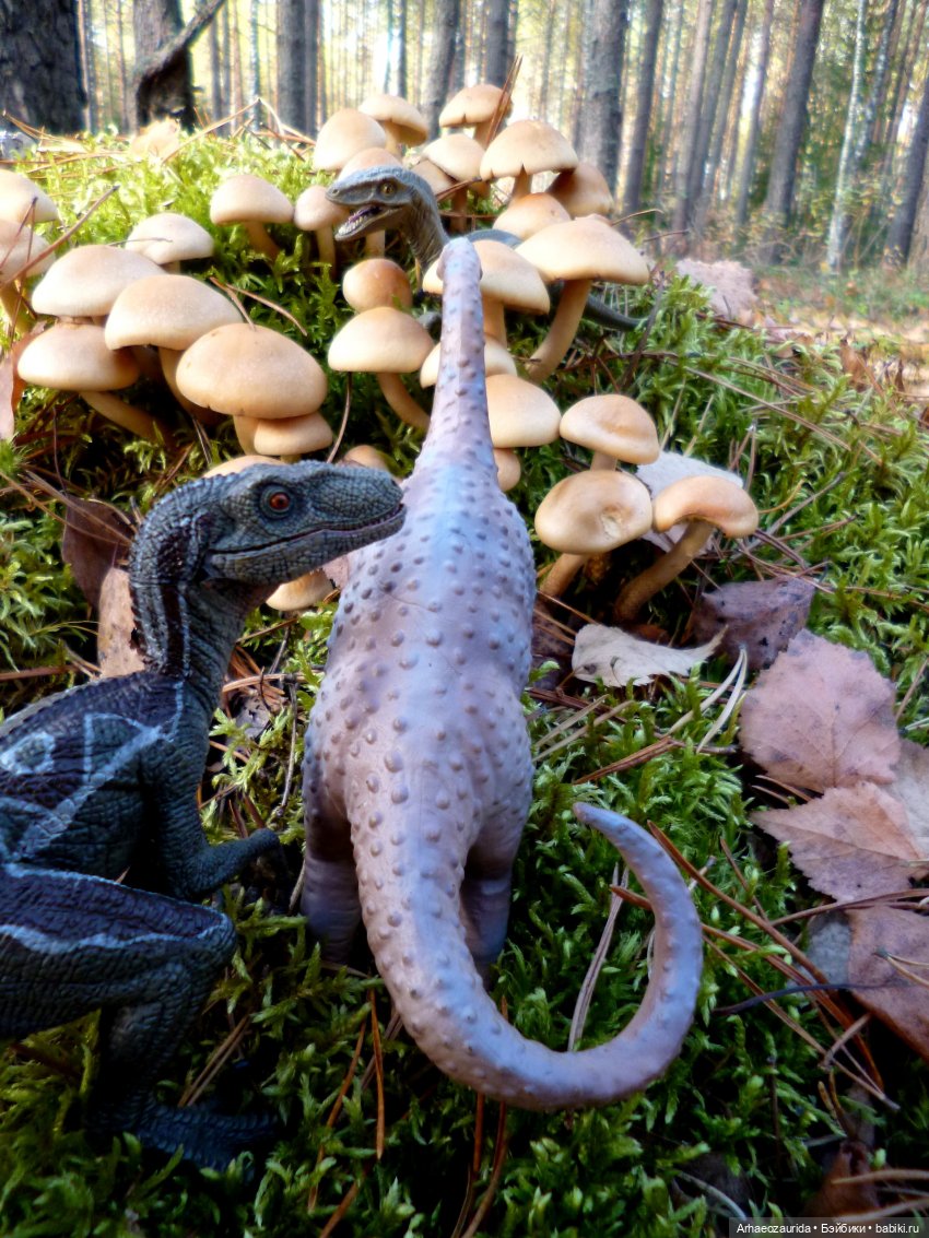 Лесные дела: слишком маленькая стая