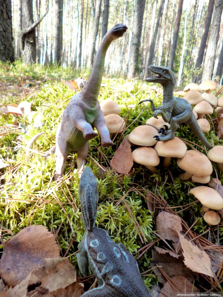 Лесные дела: слишком маленькая стая