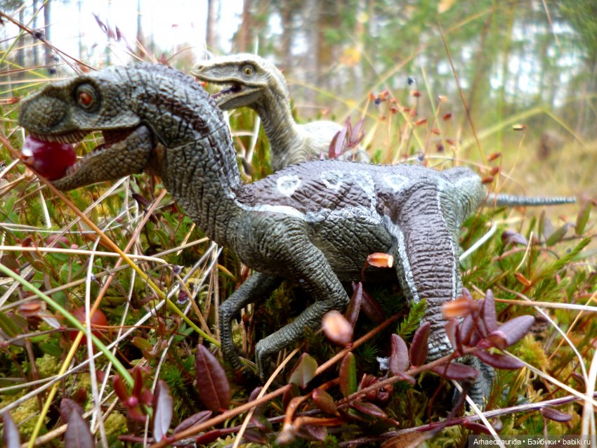 Лесные дела: слишком маленькая стая (фото 8)