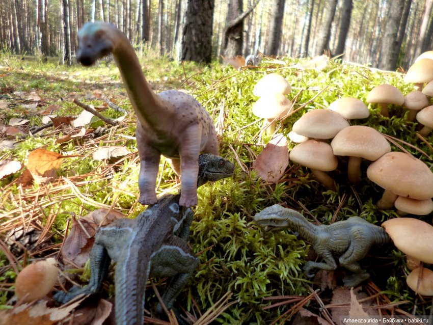 Лесные дела: слишком маленькая стая