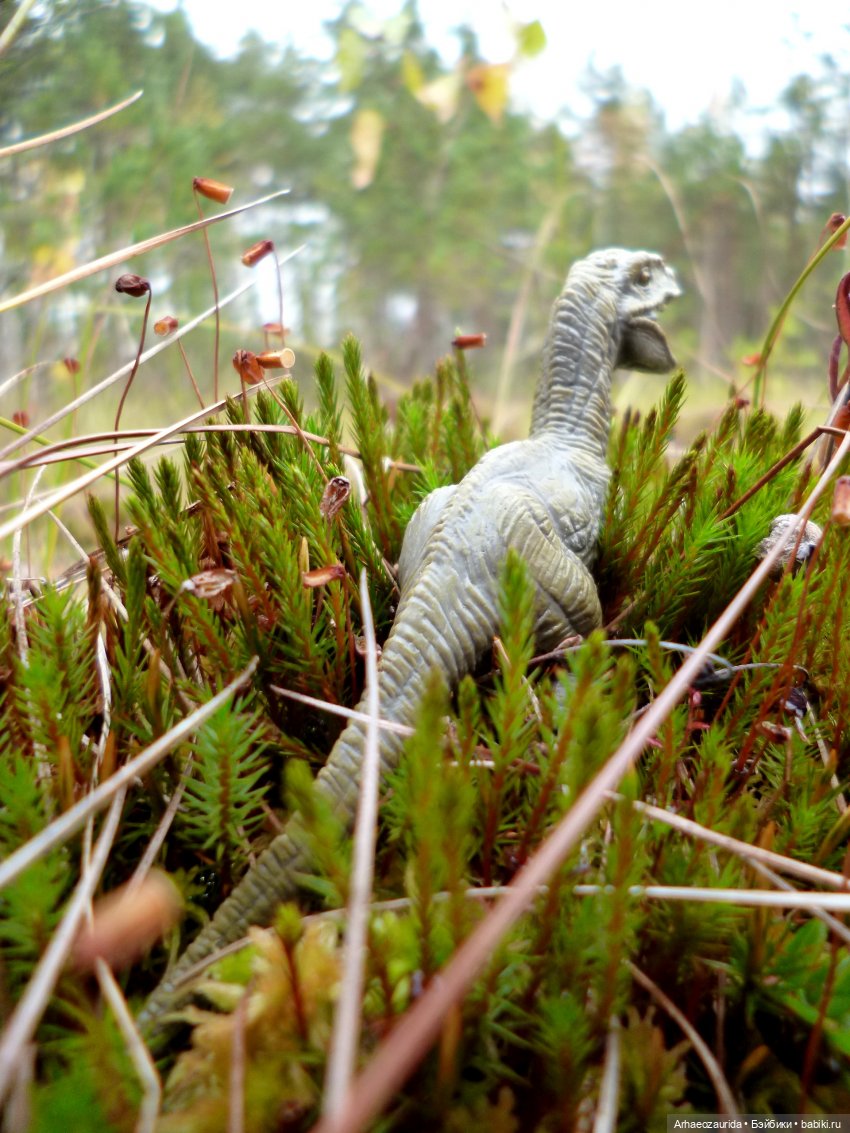 Лесные дела: слишком маленькая стая (фото 6)