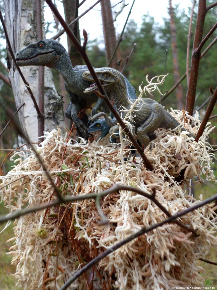 Лесные дела: слишком маленькая стая