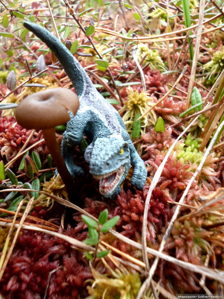 Лесные дела: слишком маленькая стая (фото 5)