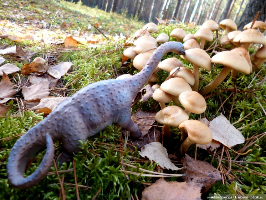 Лесные дела: слишком маленькая стая