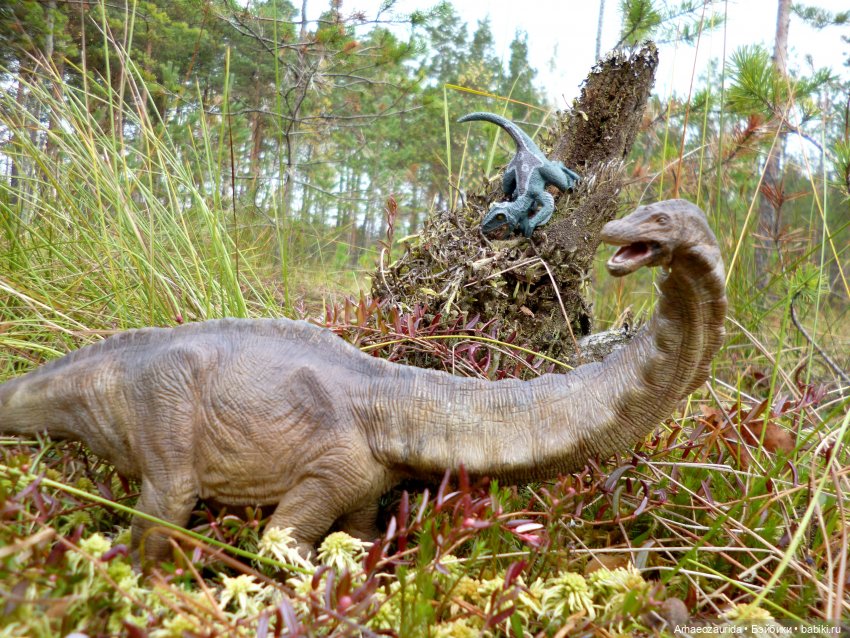 Лесные дела: слишком маленькая стая (фото 7)