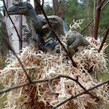 Лесные дела: слишком маленькая стая