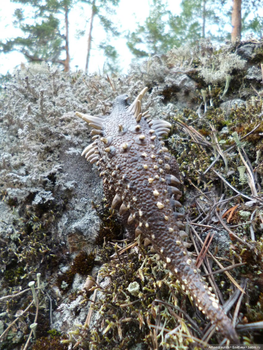 Лес Скал: охота Шеда — Интересные игрушки и фигурки (разное): редкие