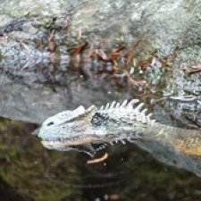 Лес Скал: охота Шеда