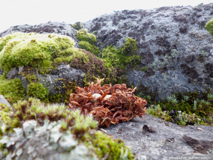 Лес Скал: Уртай нашёлся — Интересные игрушки и фигурки (разное): редкие