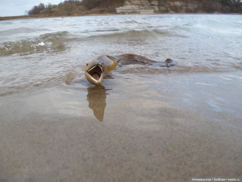 Побережье: речной ящер — Интересные игрушки и фигурки (разное): редкие