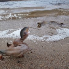 Побережье: речной ящер