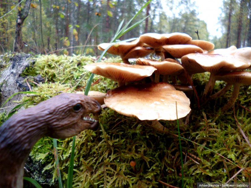 Лесные дела: Цокхор и его стая