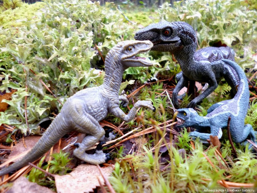 Лесные дела: Цокхор и его стая