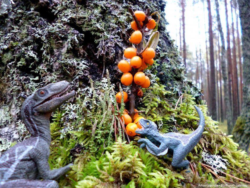 Лесные дела: Цокхор и его стая