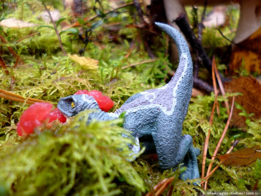 Лесные дела: Цокхор и его стая