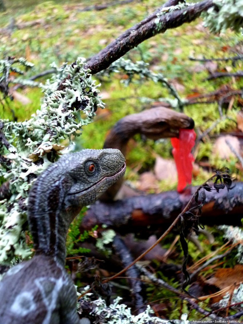 Лесные дела: Цокхор и его стая (фото 2)