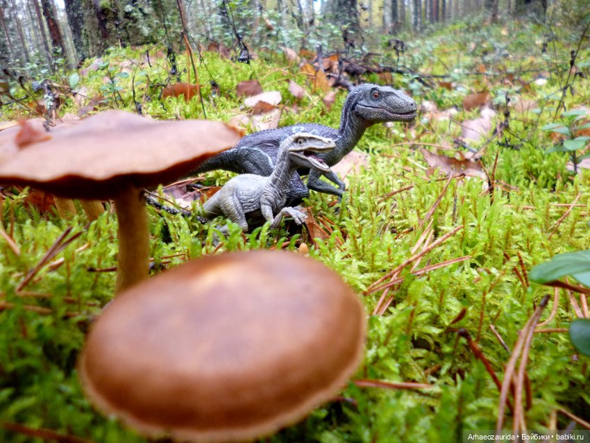 Лесные дела: Цокхор и его стая