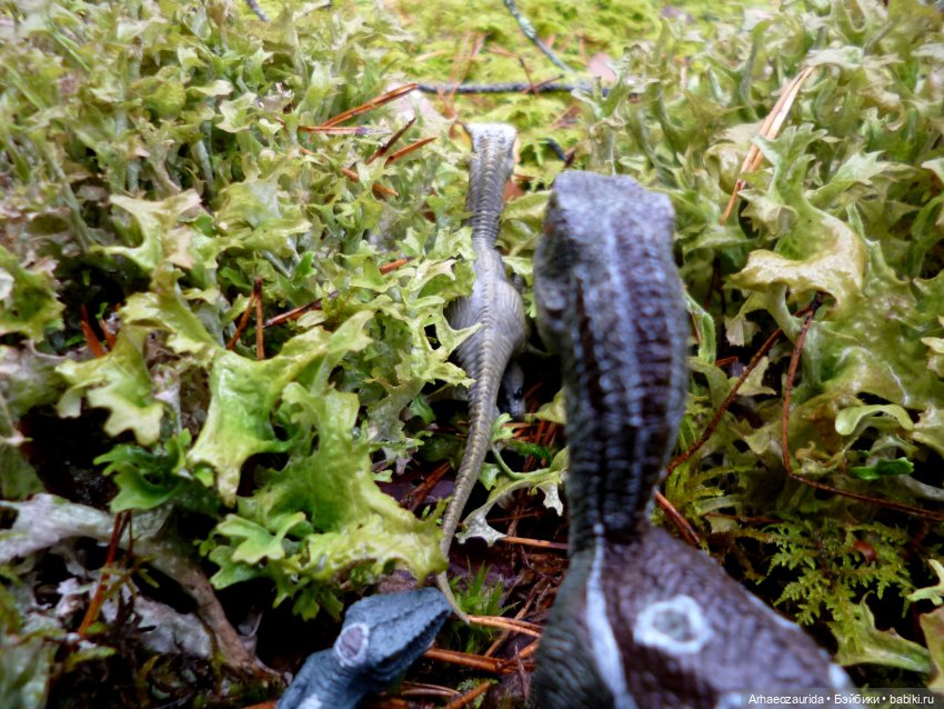 Лесные дела: Цокхор и его стая