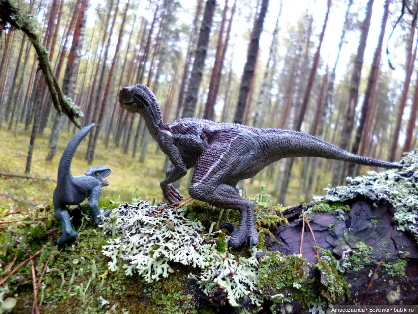 Лесные дела: Цокхор и его стая