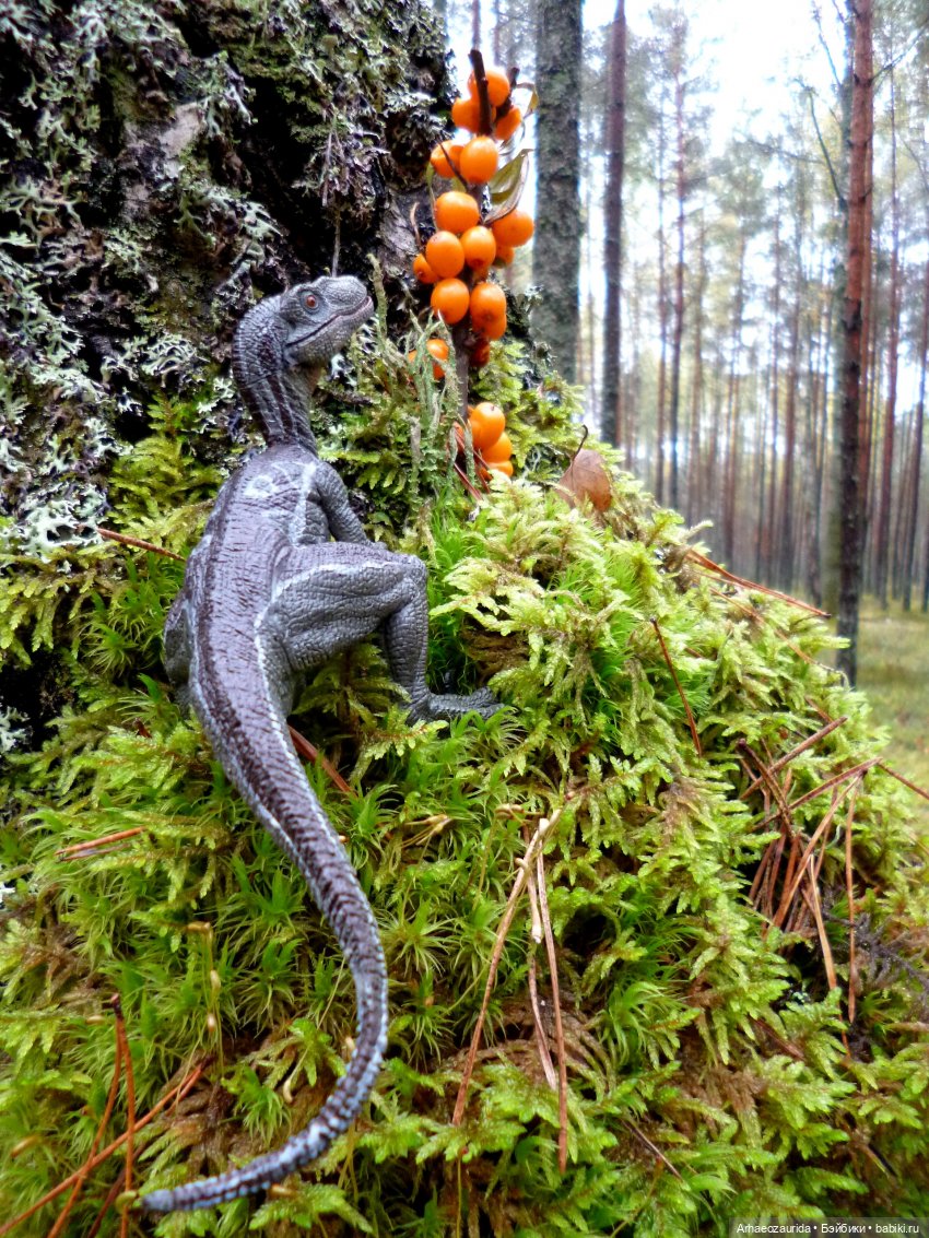 Лесные дела: Цокхор и его стая