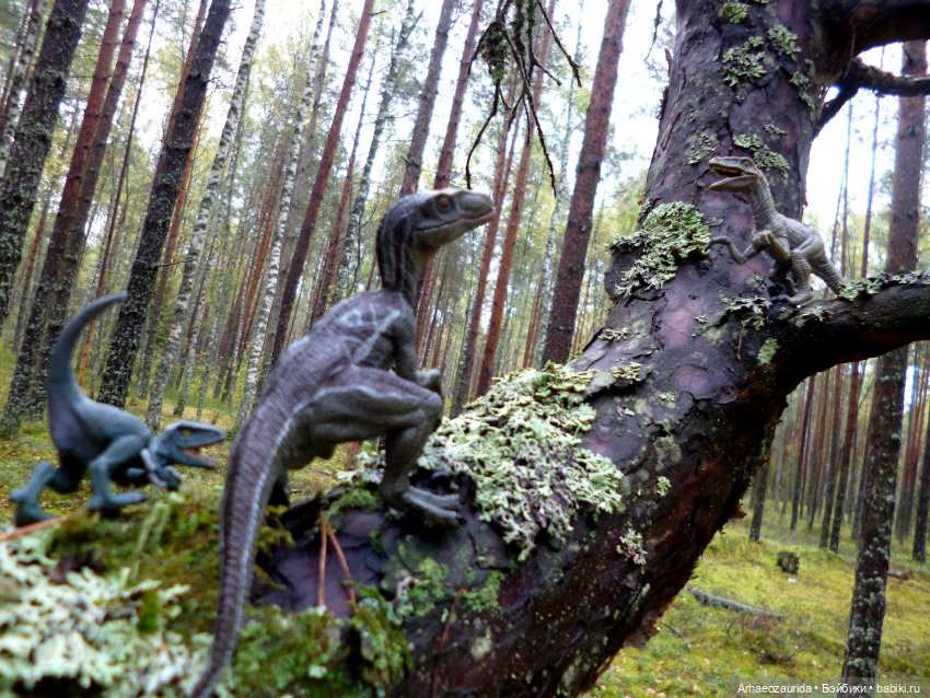 Лесные дела: Цокхор и его стая