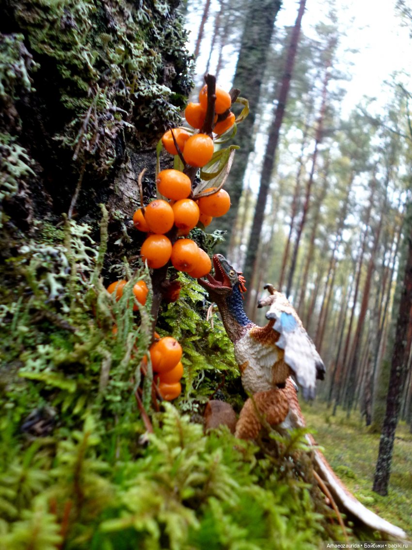 Лесные дела: Цокхор и его стая (фото 8)