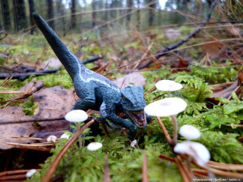 Лесные дела: Цокхор и его стая