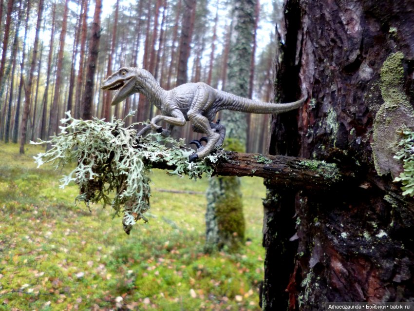 Лесные дела: Цокхор и его стая