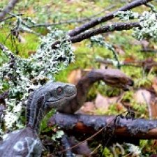 Лесные дела: Цокхор и его стая