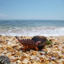 Анкилозавры идут к морю