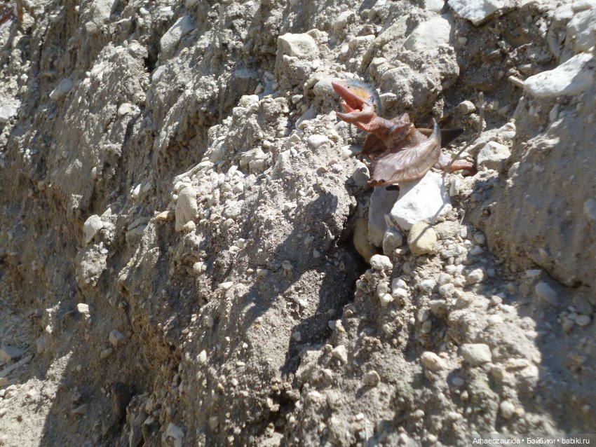 Путь на север: Цемийн покидает скалы (фото 10)