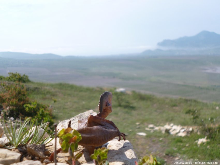 Путь на север: Цемийн покидает скалы