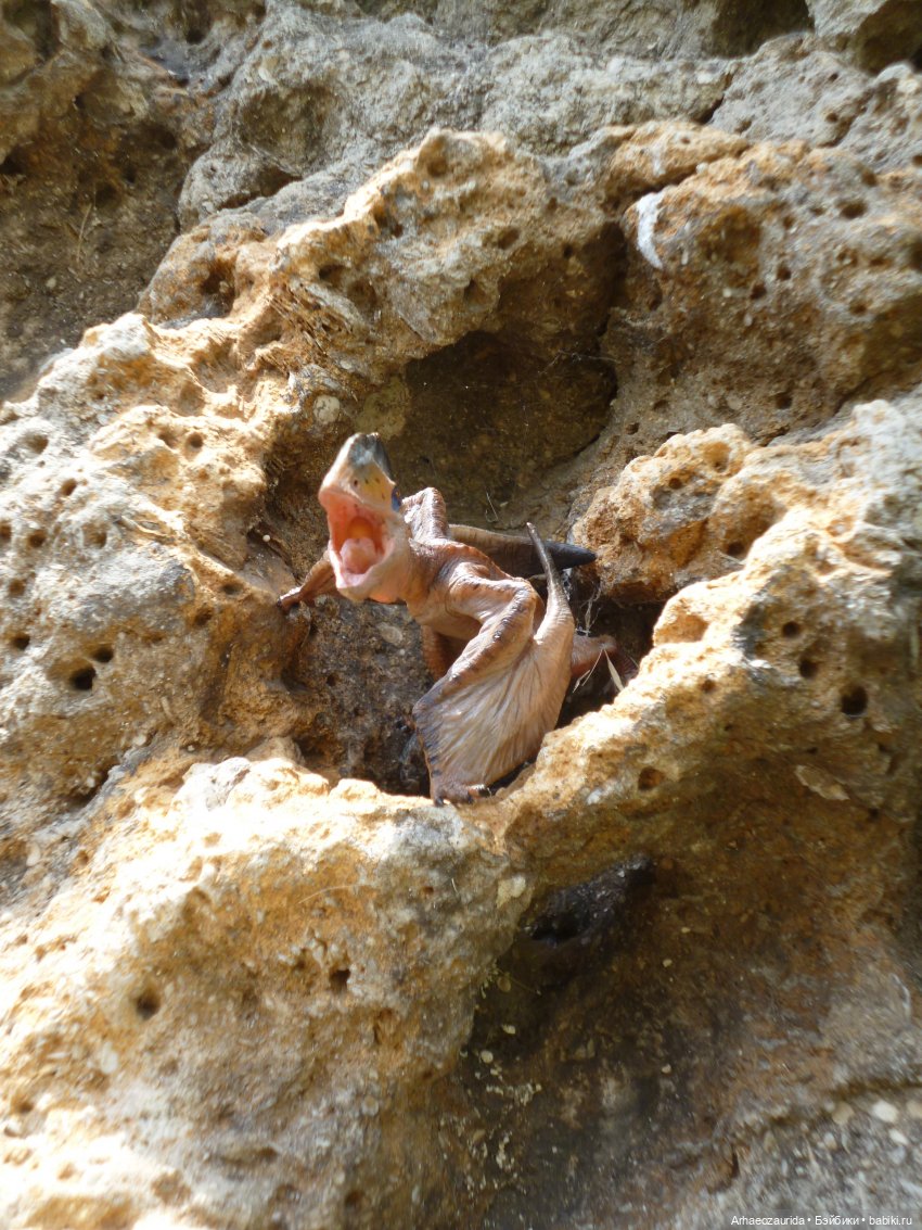 Путь на север: Цемийн покидает скалы