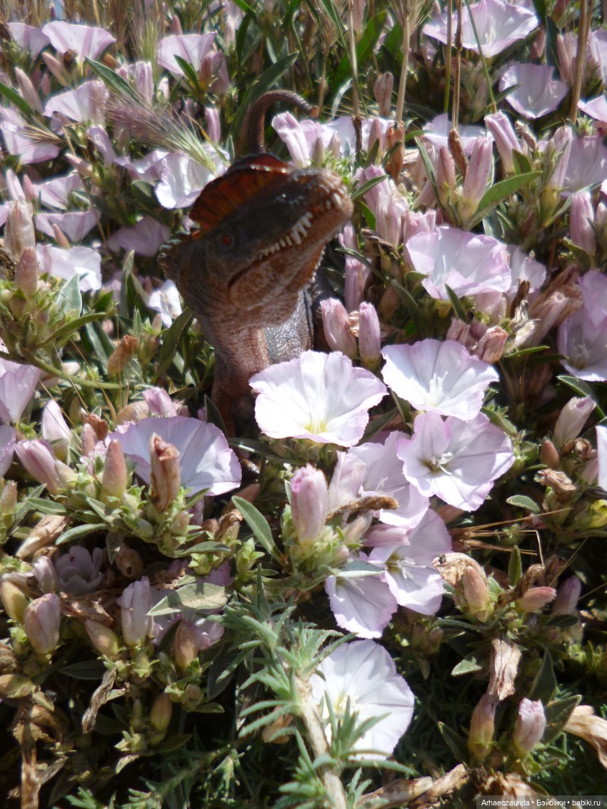 Путь на север: странные встречи