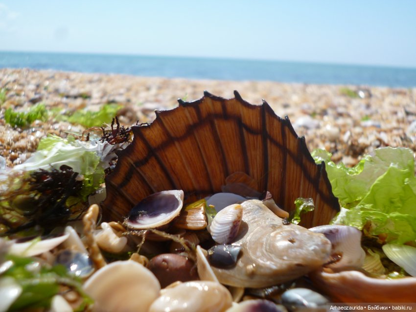 Путь на север: странные встречи