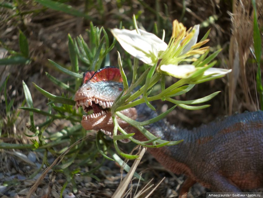 Путь на север: странные встречи (фото 4)