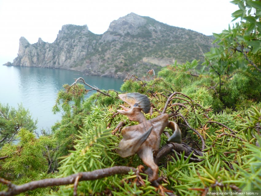 Путь на север: прощание с морем