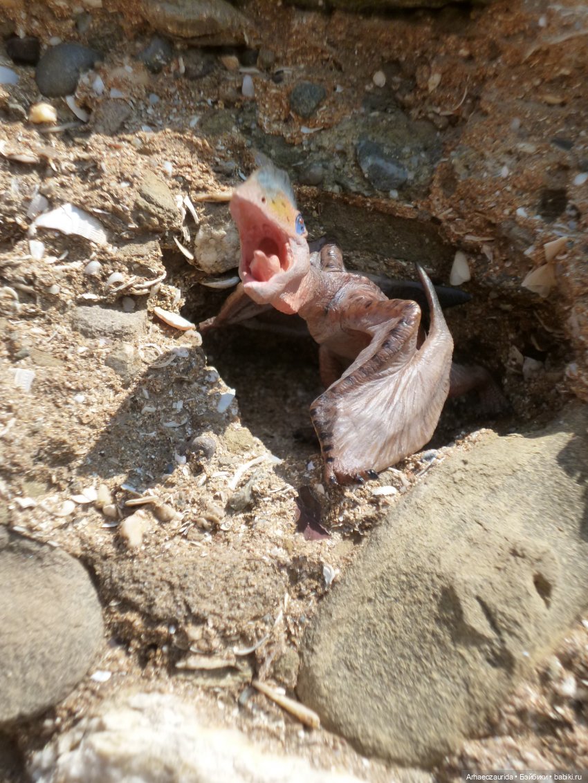 Путь на север: прощание с морем