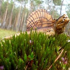 Диметродон в лесу