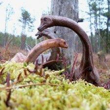 Ящеры в лесу: поход гигантов