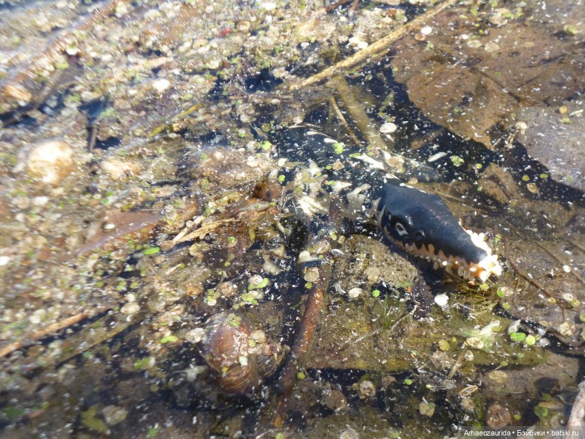 У реки: опасность под водой | Бэйбики У реки: опасность под водой (фото 6)