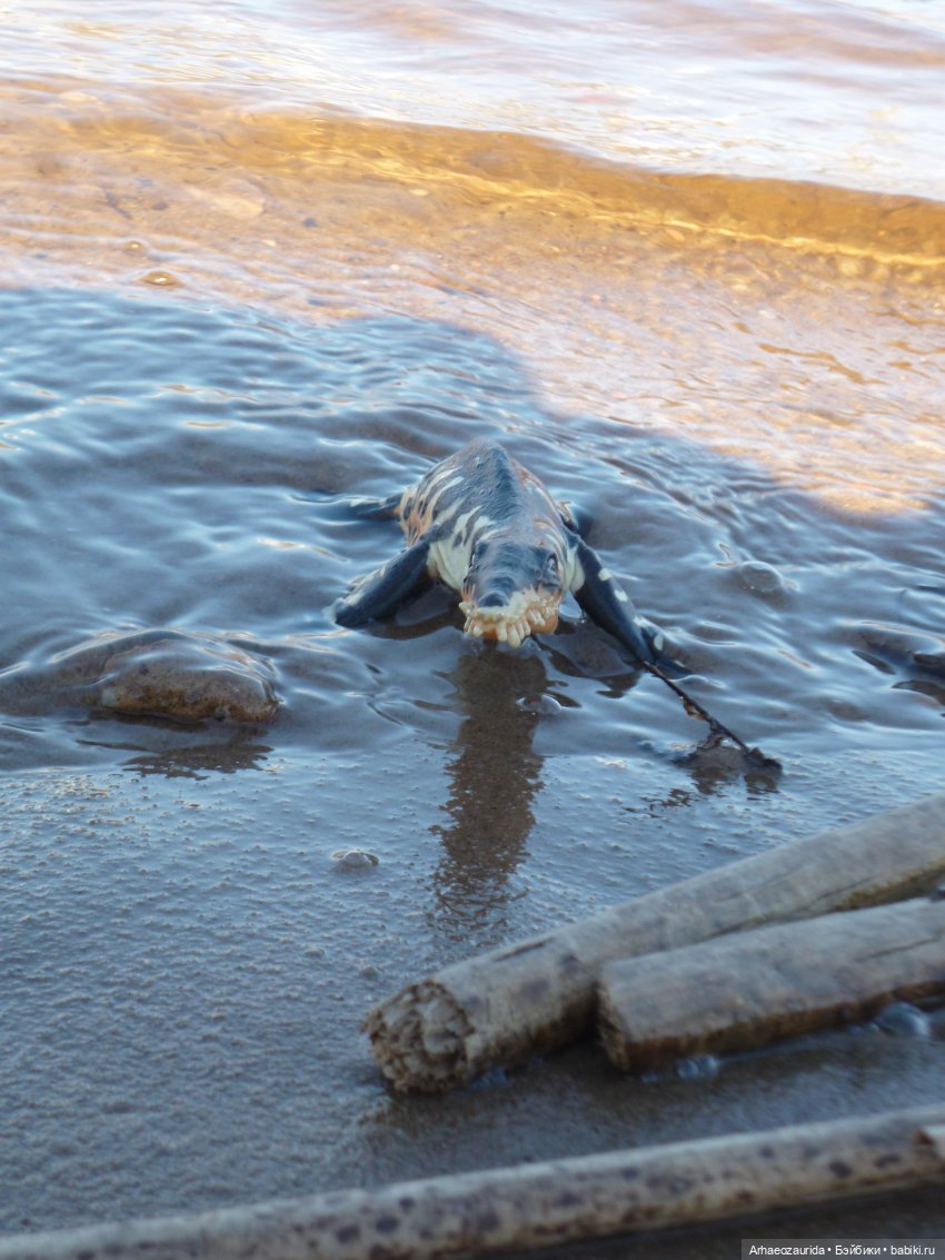 У реки: опасность под водой | Бэйбики У реки: опасность под водой (фото 3)