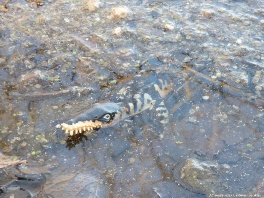 У реки: опасность под водой (фото 7)