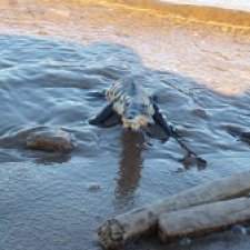 У реки: опасность под водой