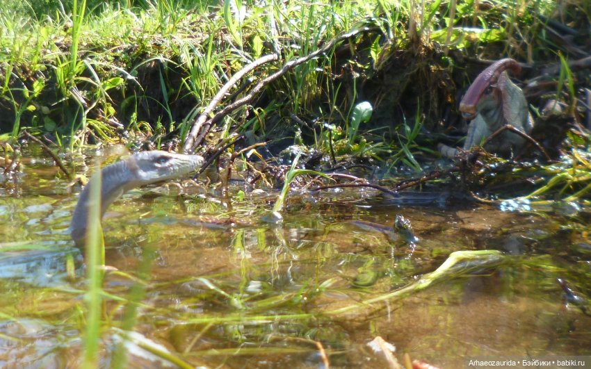 Ящеры, река и лето — Интересные игрушки и фигурки (разное): редкие