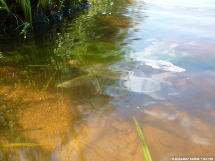 Ящеры, река и лето — Интересные игрушки и фигурки (разное): редкие