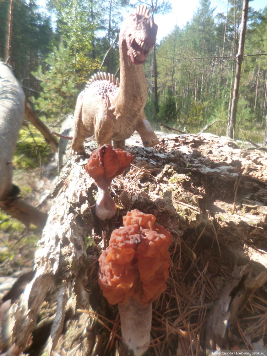 Ящеры в лесу: лес Саргиля | Бэйбики Ящеры в лесу: лес Саргиля (фото 7)