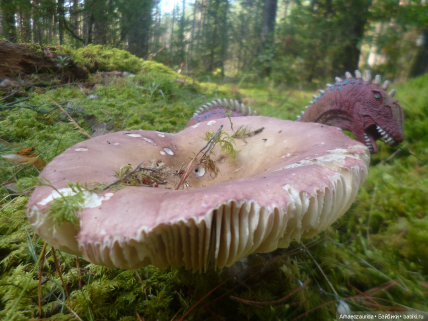 Ящеры в лесу: лес Саргиля | Бэйбики Ящеры в лесу: лес Саргиля