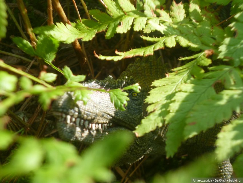 Ящеры в лесу: лес Саргиля | Бэйбики Ящеры в лесу: лес Саргиля (фото 5)