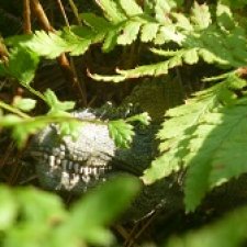 Ящеры в лесу: лес Саргиля